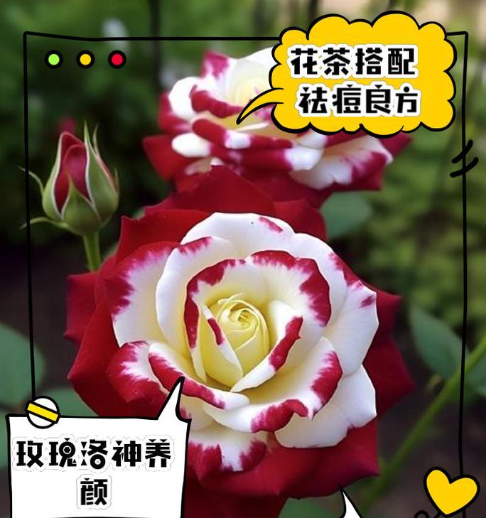 玫瑰花象征爱情吗？它代表了什么？