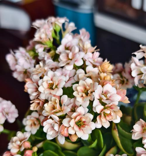 白色香槟花代表什么寓意？香槟色花的含义是什么？