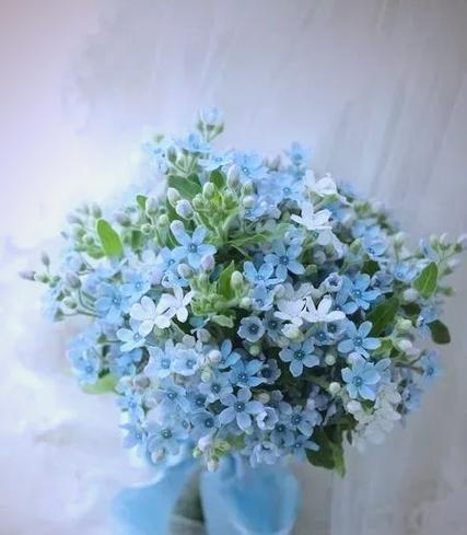 白色蓝星花的花语是什么？寓意有何特别之处？
