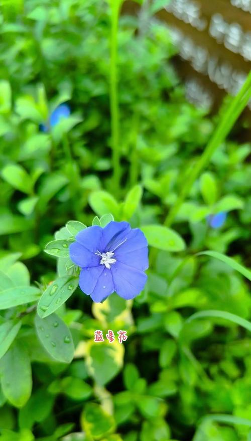 白色蓝星花的花语是什么？寓意有何特别之处？