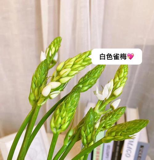 白色蓝星花的花语是什么？寓意有何特别之处？
