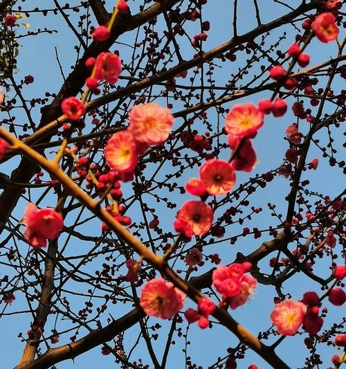 哪种花象征爱情的萌芽？象征爱情萌芽的花香是什么？
