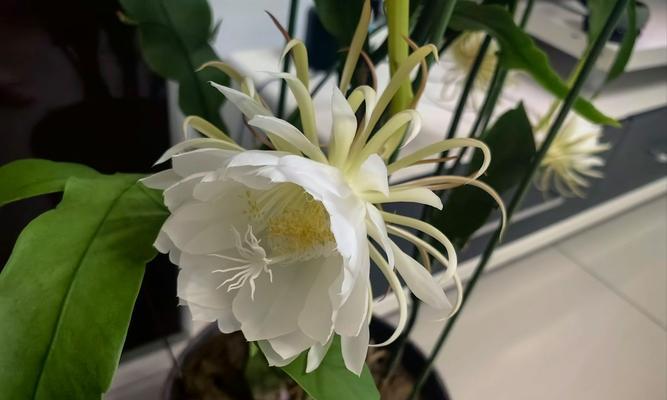 哪种花象征爱情的萌芽？象征爱情萌芽的花香是什么？