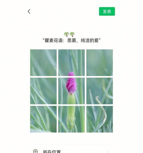 竹节草花语有哪些含义？
