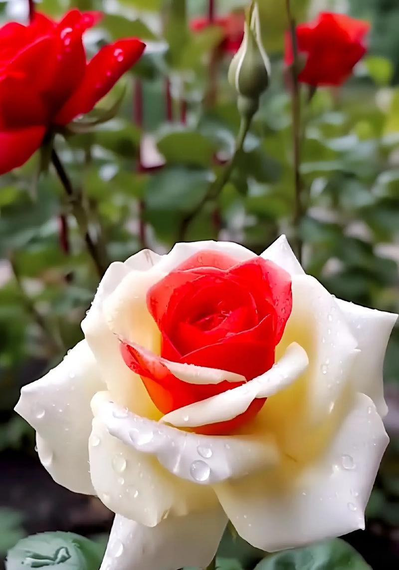 爱情的象征花是什么？它们有何含义？