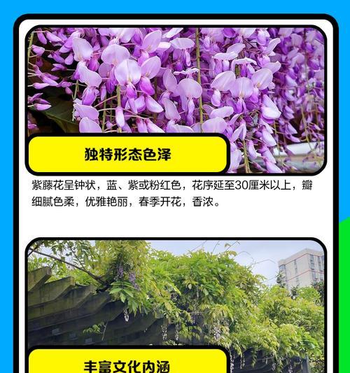 哪种花具有深厚的文化意义？