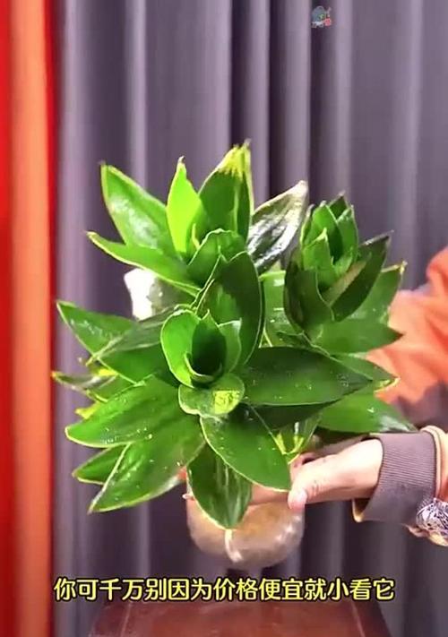 哪些花寓意步步高升？步步高升花的含义是什么？