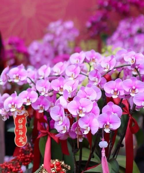 哪些花寓意步步高升？步步高升花的含义是什么？