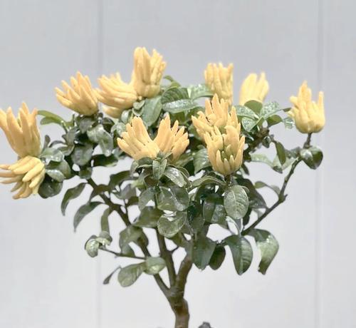 哪些室内花寓意身体健康？