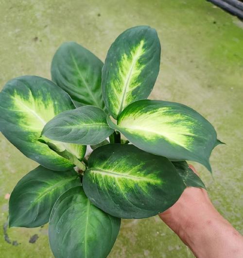 万年青开出白色花有何特别含义？