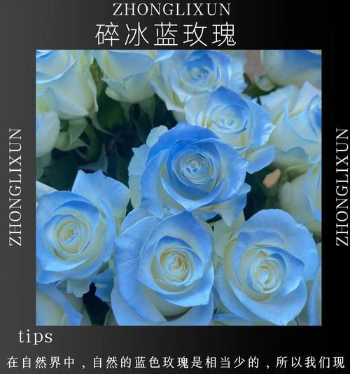 蓝色渐变色花的寓意是什么？蓝色渐变花语有何含义？