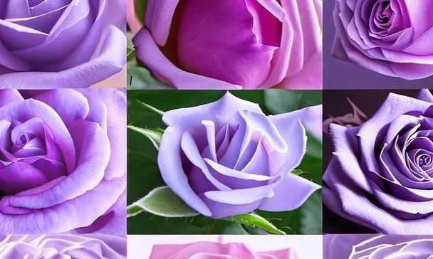 白紫色花的含义是什么？白紫色花朵在花语中代表什么？