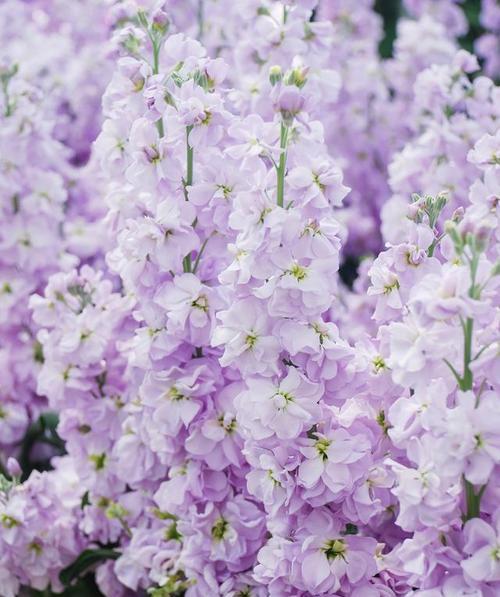 白紫色花的含义是什么？白紫色花朵在花语中代表什么？
