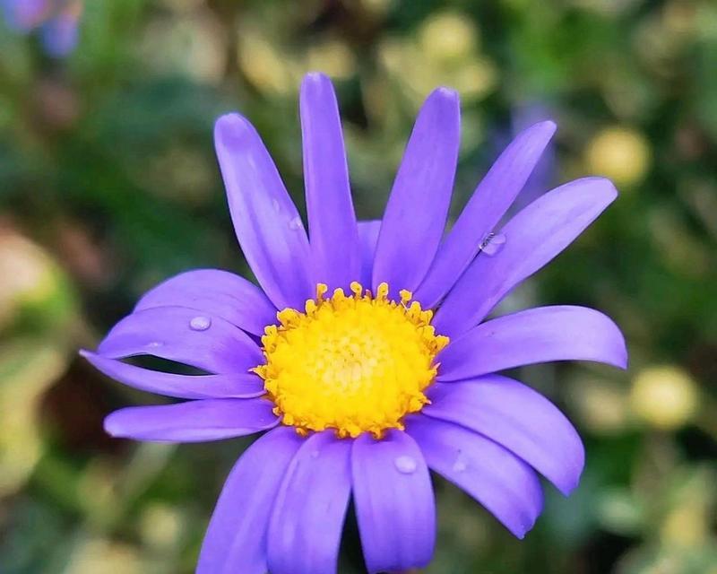 白紫色花的含义是什么？白紫色花朵在花语中代表什么？