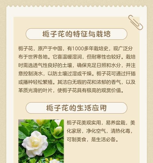 栀子花寓意浪漫吗？栀子花的浪漫含义是什么？