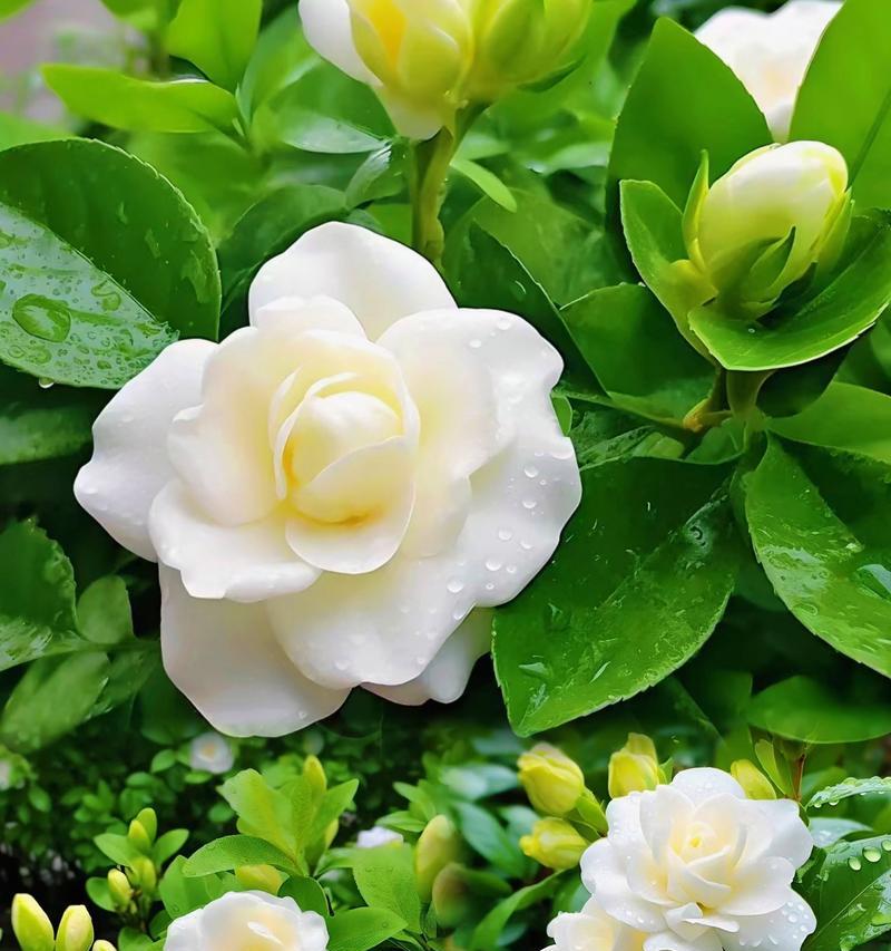 栀子花寓意浪漫吗？栀子花的浪漫含义是什么？