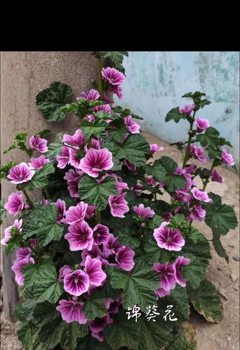 哪些花的花语寓意着喜乐？