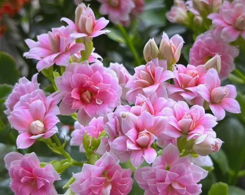 花期长的花有哪些？它们寓意着什么？