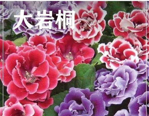 花期长的花有哪些？它们寓意着什么？