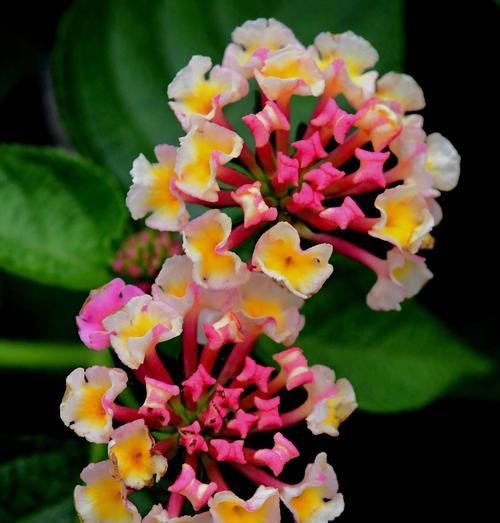 五色梅开出别致的花含义是什么？五色梅有哪些特别的花语？