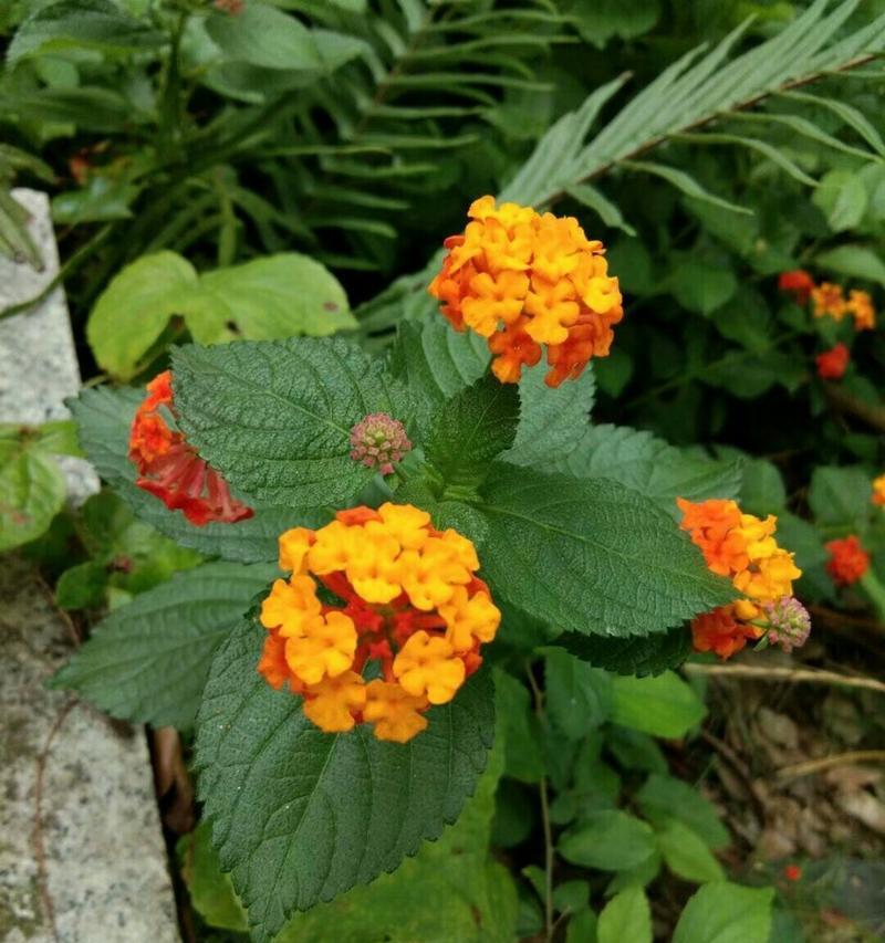 五色梅开出别致的花含义是什么？五色梅有哪些特别的花语？