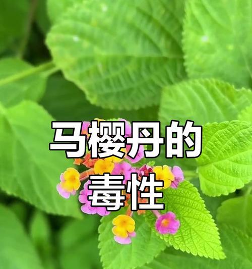 五色梅开出别致的花含义是什么？五色梅有哪些特别的花语？