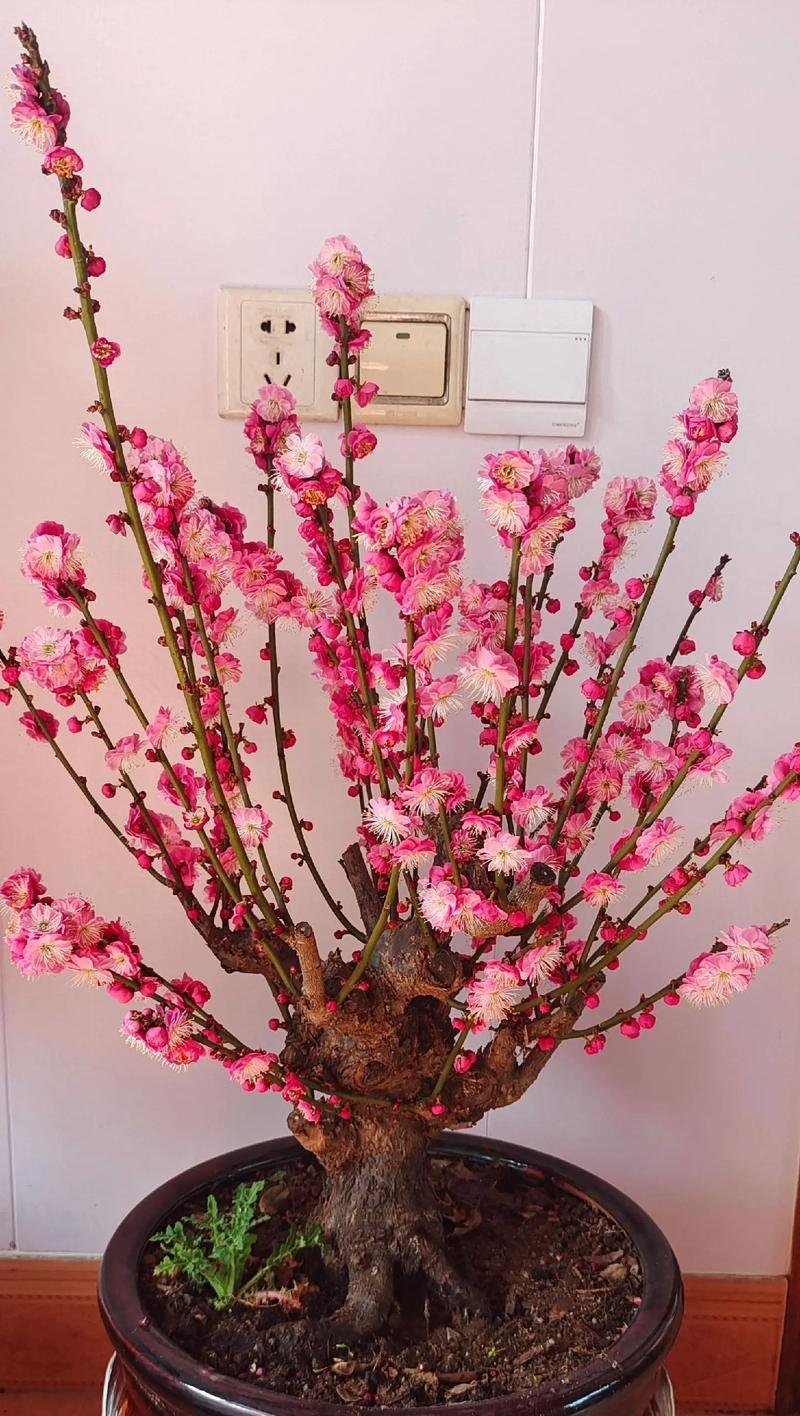 八花九蕾在花开富贵中代表什么？