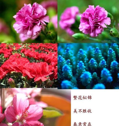 哪些花象征文轩爱情？寓意文轩爱情的花有哪些？