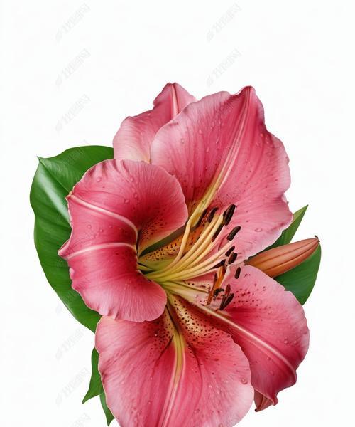 红色叶子的花有哪些？它们代表什么寓意？