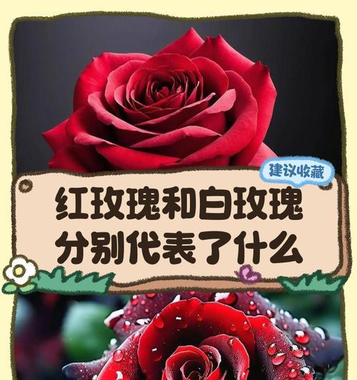 玫瑰花不同颜色的含义是什么？它们各自代表什么？