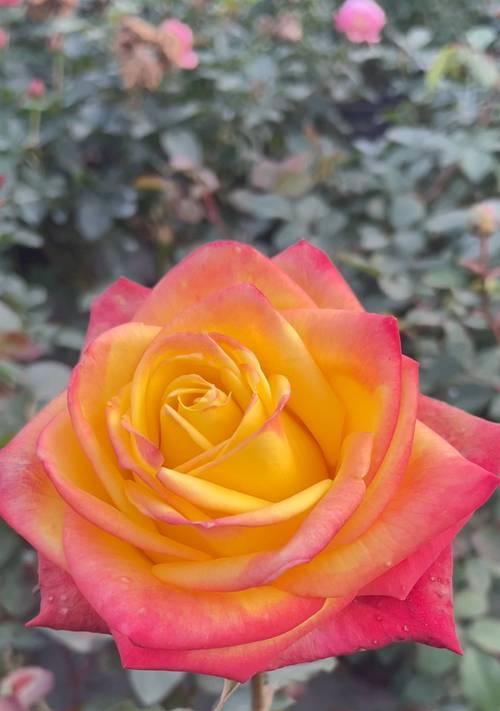 和谐花的花语是什么？它象征着什么？
