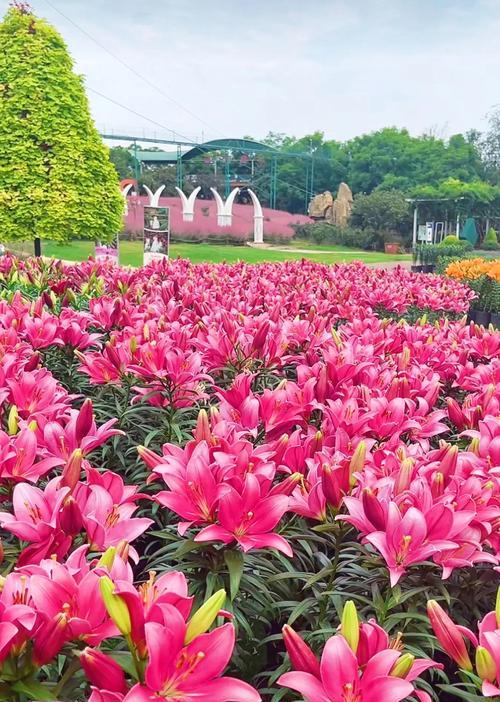 和谐花的花语是什么？它象征着什么？
