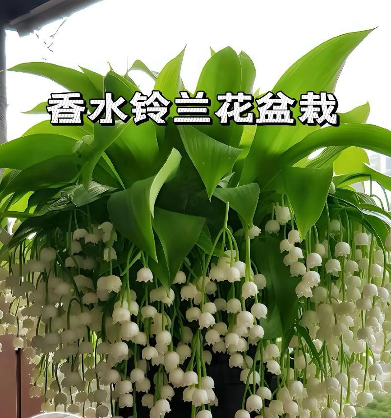 手捧花的朵数不同代表什么？每朵花的寓意是什么？