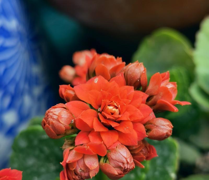 哪些花卉象征长寿？长寿花卉的花语是什么？