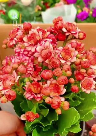 哪些花卉象征长寿？长寿花卉的花语是什么？