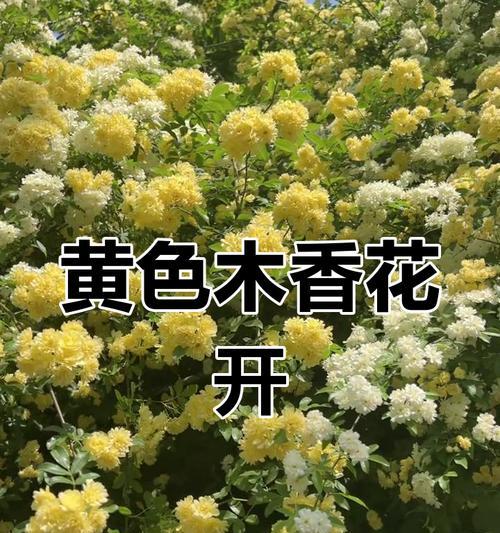 黄色的花有哪些积极的寓意？哪种黄色花象征好运？
