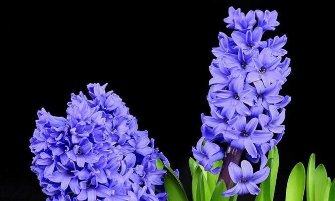 夏朵花的浪漫花语是什么？夏季花卉如何表达爱意？