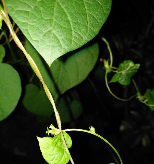 黑色牵牛花的花语和寓意是什么？黑色牵牛花代表了什么？