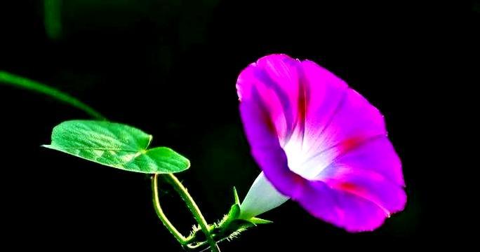 黑色牵牛花的花语和寓意是什么？黑色牵牛花代表了什么？