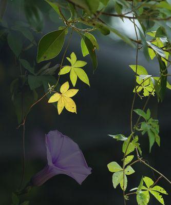 黑色牵牛花的花语和寓意是什么？黑色牵牛花代表了什么？