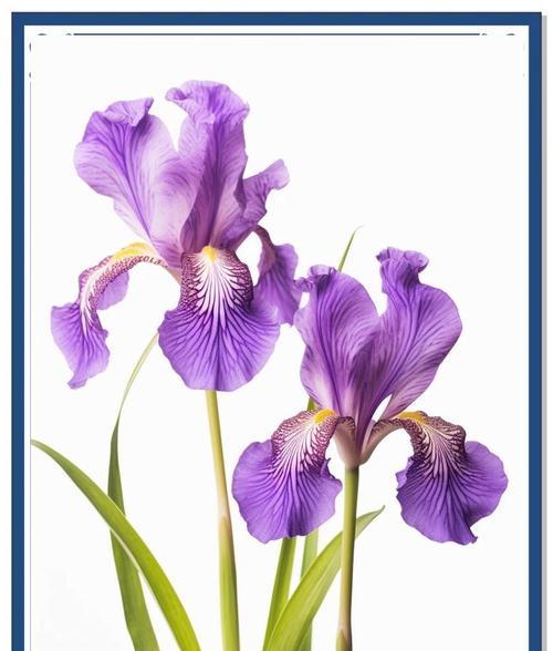 紫色金鱼草花的花语是什么？它象征着什么？