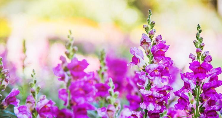 紫色金鱼草花的花语是什么？它象征着什么？