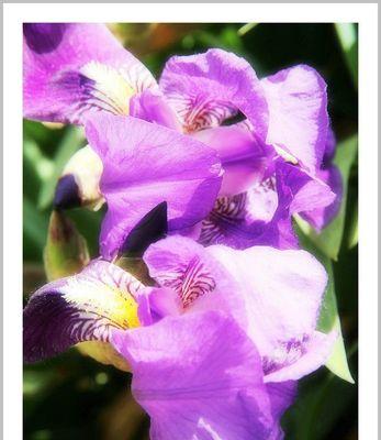 紫色金鱼草花的花语是什么？它象征着什么？