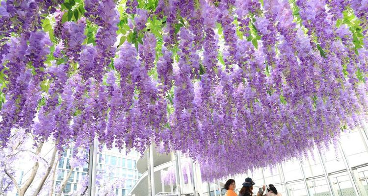 紫色藤萝花代表了什么？紫色藤萝的花语是什么？
