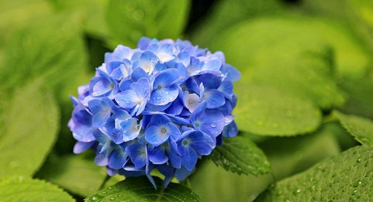 蓝色绣球花的寓意怎么样？蓝色绣球花有什么特别的含义？