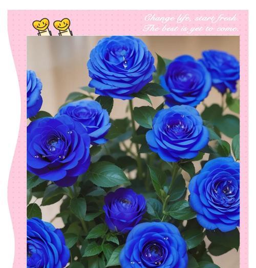 33朵蓝色妖姬玫瑰代表什么？花语有哪些？