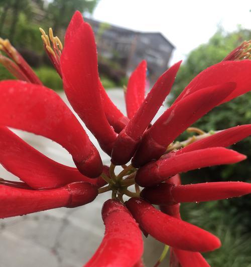 侗族吉祥花有哪些寓意？侗族文化中的花象征什么？