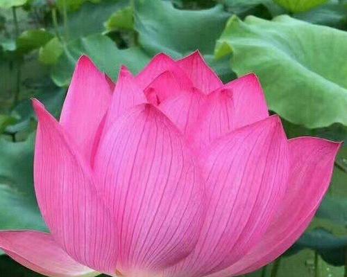 刀象征幸福的花是什么？