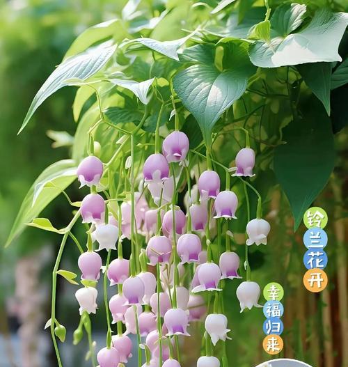 刀象征幸福的花是什么？