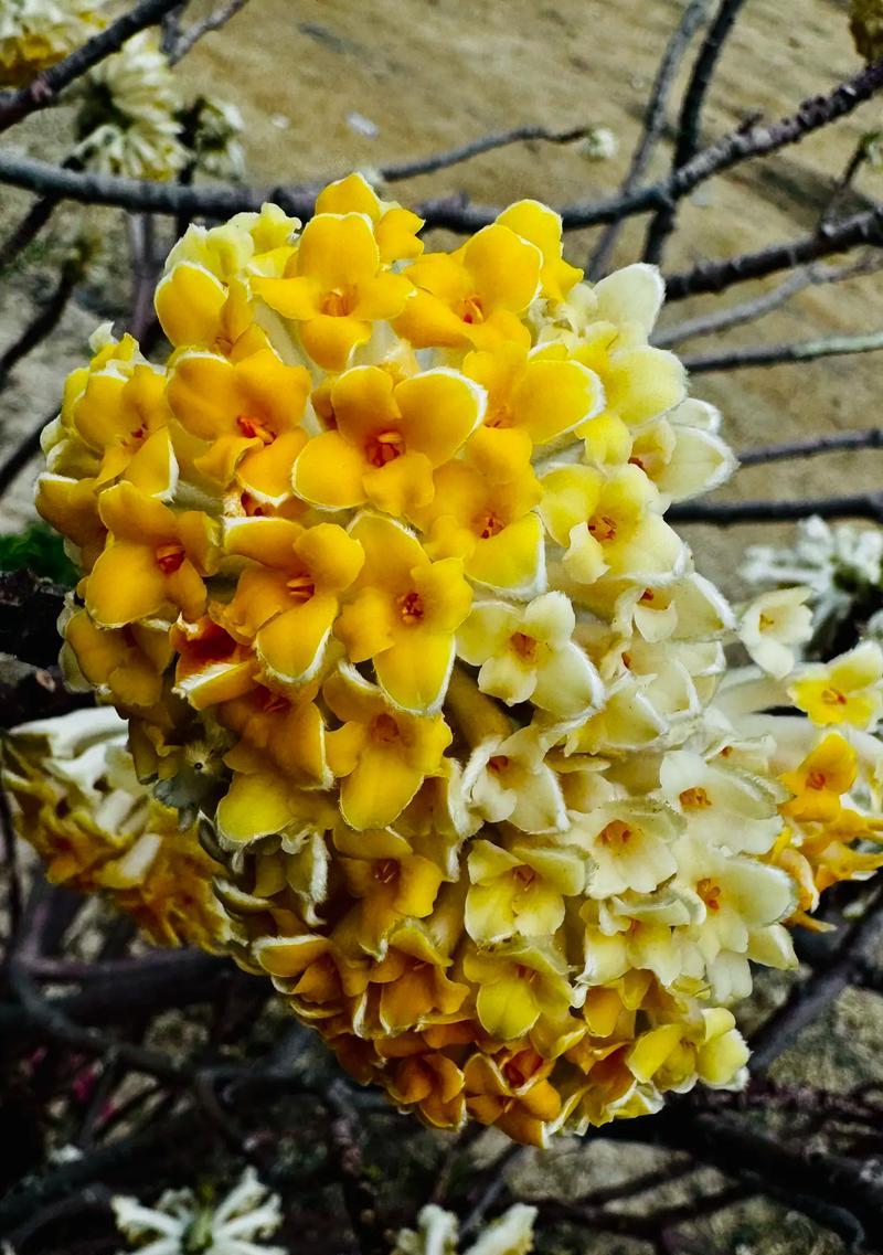 哪些花自古象征爱情？爱情花语的历史由来是什么？